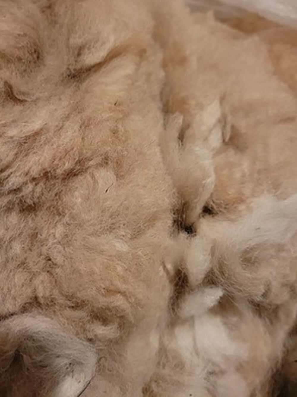 10 oz Raw Alpaca fiber wool shaving Bird Nesting Material felting spinning Cream